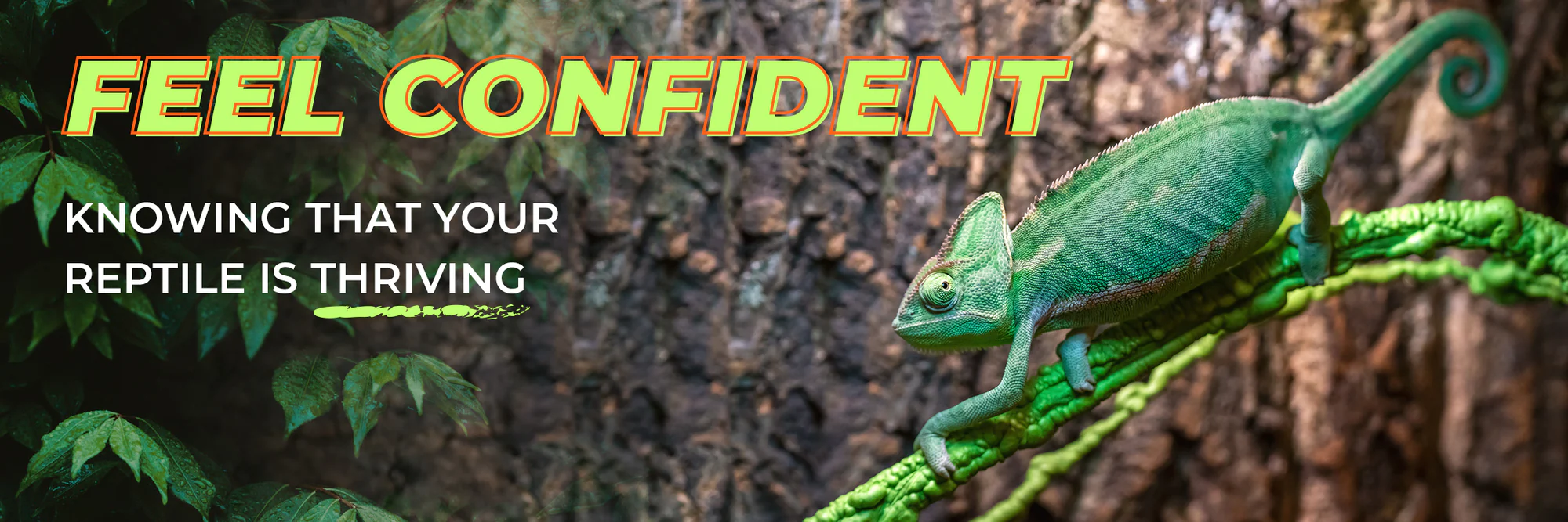 Expert Care for Every Reptile